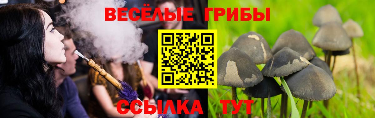 Галлюциногенные грибы Psilocybine cubensis Сорочинск